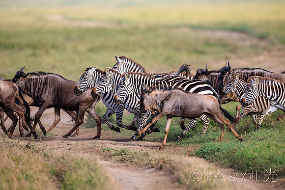 The Great Migration