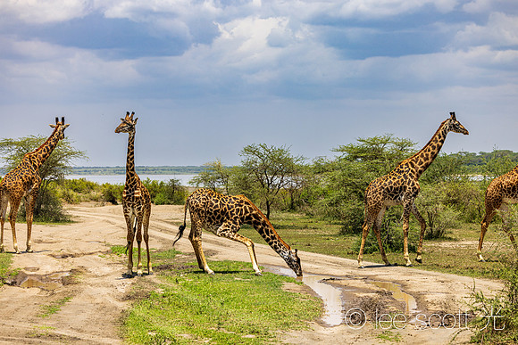 Giraffe Life