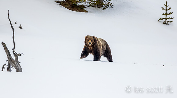 Big Bear